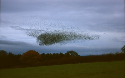 Norwich Murmuration Of Starlings