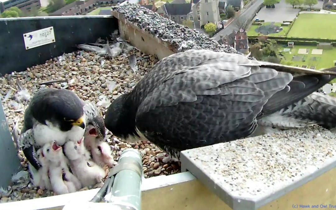Peregrines On Our Doorstep
