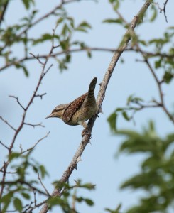 Wryneck email